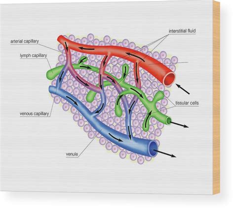 Lymph Node And Capillary Wood Print By Asklepios Medical Atlas