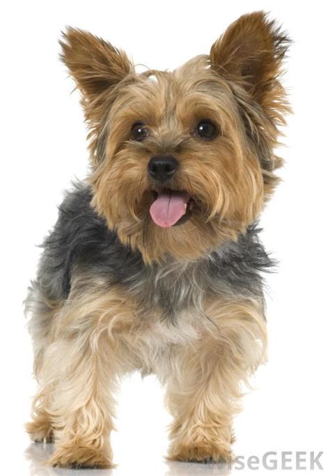 yorkshire terrier  pictures