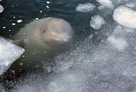 Russian And Foreign Ecologists Beg Not To Interact With Beluga Whales Released From The ‘whale Jail