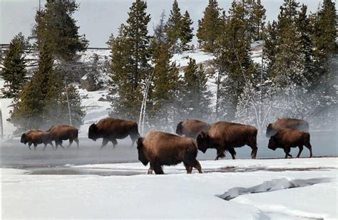 Bison In Snow Yellowstone Park Yellowstone Yellowstone National Park