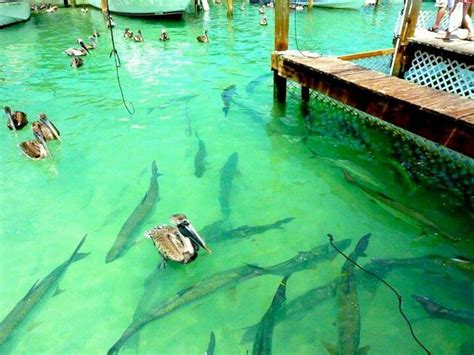 Loading Islamorada Florida Keys Key West Vacations Florida Travel