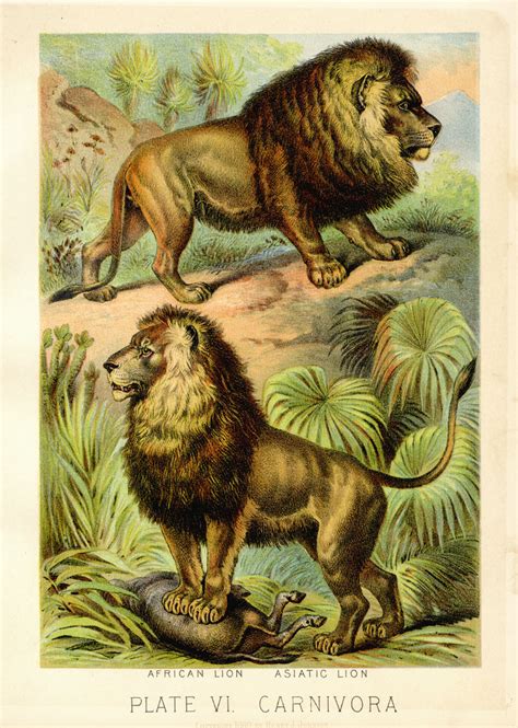 Johnsons Household Book Of Nature 1880