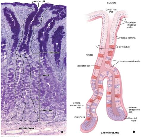 Gi And Metabolism Anatomy Glands And Guts With Biskobing