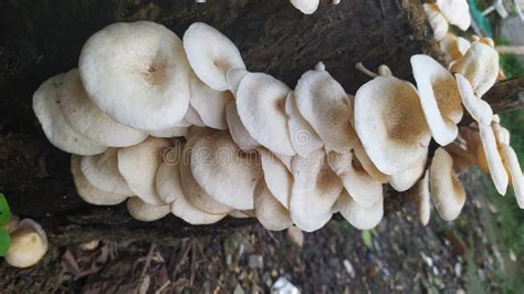 White Fungus Mushroom Pic 5 Stock Image Image Of Produce Environment