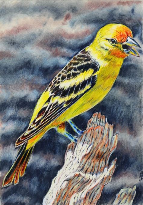 Original Painting Western Tanager American Song Bird Etsy