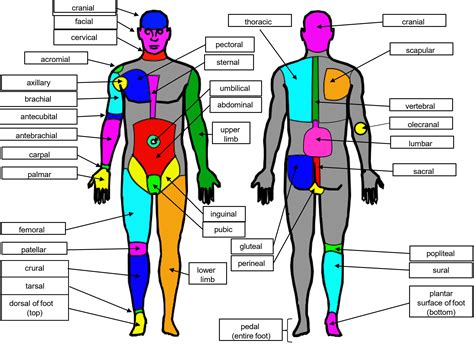 Body Regions