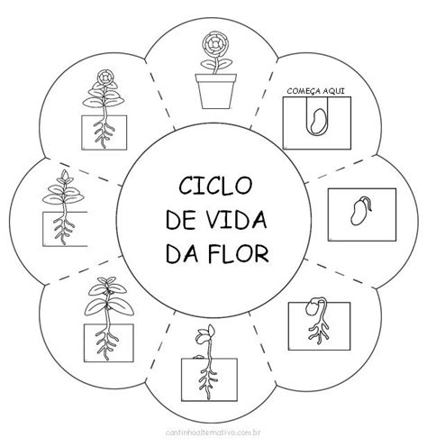Atividade Do Ciclo De Vida Da Flor Para Imprimir Blog Cantinho
