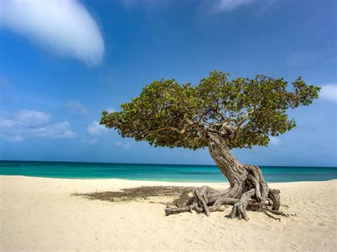 The Famous Trees Of Aruba Fofoti Tree And Divi Divi Tree Aruba Unleashed