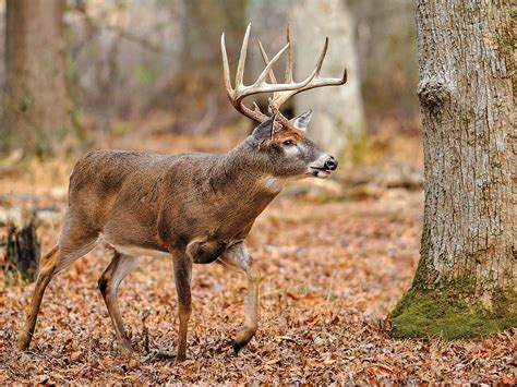 6 shot and 00 buckshot to. 00 Buckshot Wound Deer - Ldwtanka