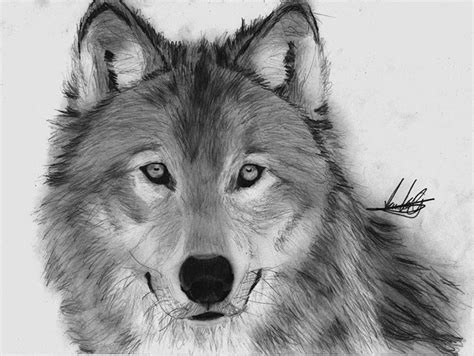 Learn how to draw a realistic wolf. Original size of image #1250614 - Favim.com