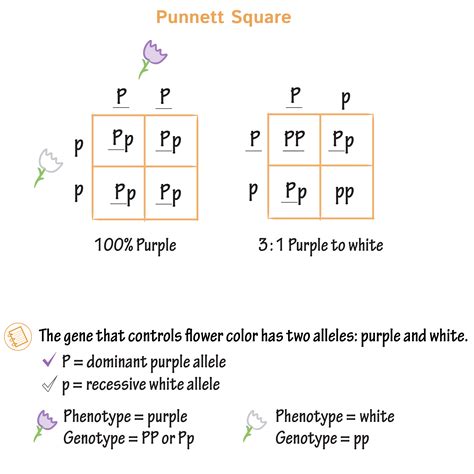 How To Draw A Punnet Square Rivermap
