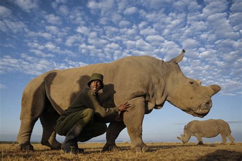 Protecting The Last Of Africas Northern White Rhinos The New York Times