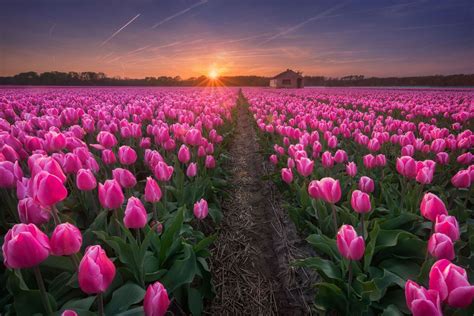 A Field Full Of Pink Tulips With The Sun Setting In The Background