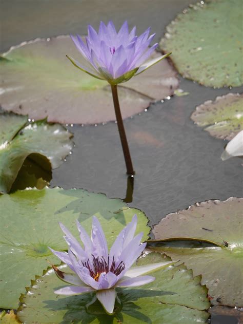 睡蓮 Water Lily Brooklyn Botanical Garden Lulun And Kame Flickr