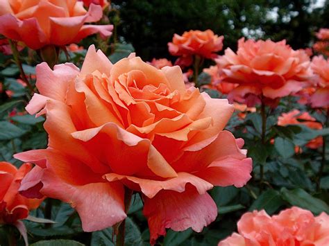 Peach Roses Photograph By Rona Black Pixels