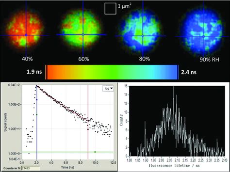 Top Example Fluorescence Lifetime Images Of The Same Droplet Of Gfp In
