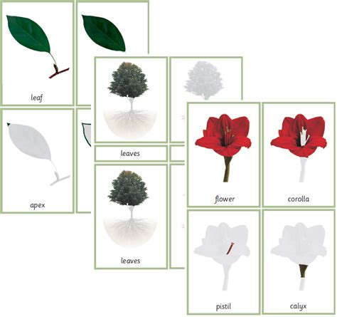 Bundle Montessori Botany Nomenclature 3 Part Cards For Parts Of The