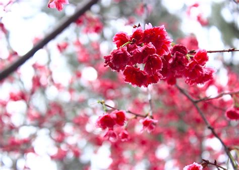 Where To See Cherry Blossoms In Hong Kong And Beyond Honeycombers