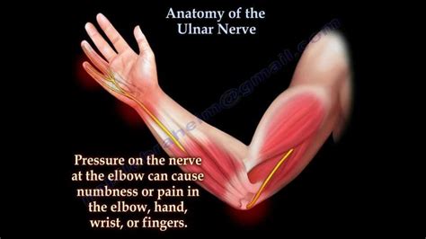 Anatomy Of The Ulnar Nerve Everything You Need To Know Dr Nabil