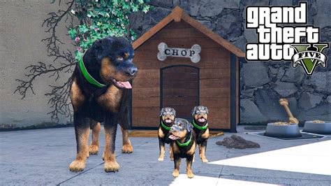 Gta 5 Chop Dog