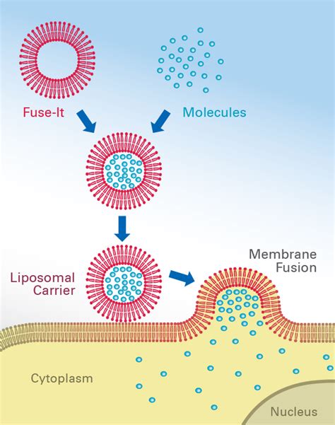 Membrane Fusion Technology Is Alternative To Gene Transfection Fuse It