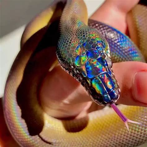 The White Lipped Python Snake Beautiful Snakes Amphibians