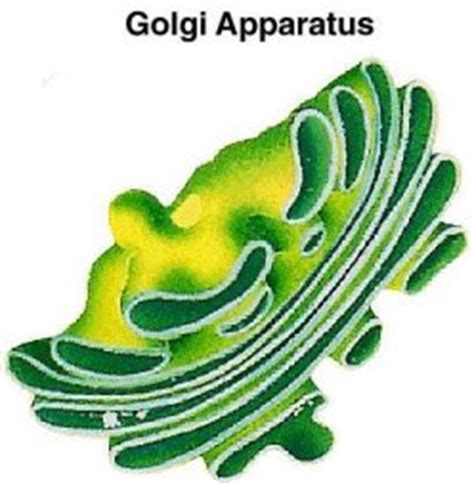 The golgi apparatus, also known as the golgi complex, golgi body, or simply the golgi, is an organelle found in most eukaryotic cells. Animal Cell