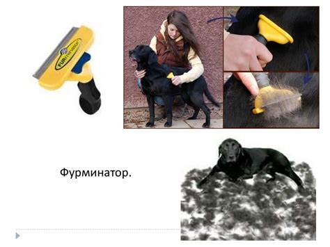 Уход за короткошерстными собаками - презентация онлайн