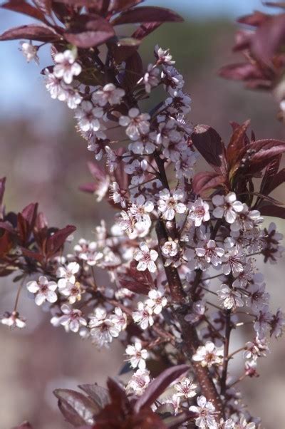 Browse relevant sites & find plum trees for sale. Plum, Newport Flowering - TheTreeFarm.com