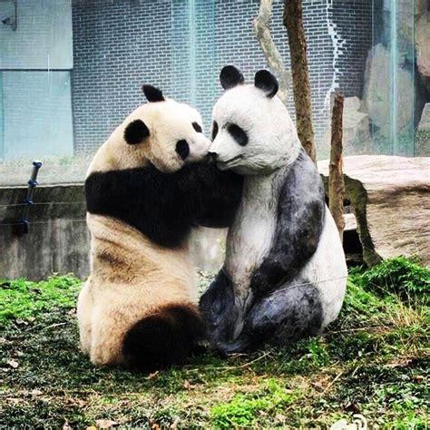 Pin By Eurus On China Panda Bear Pictures Of People Animals