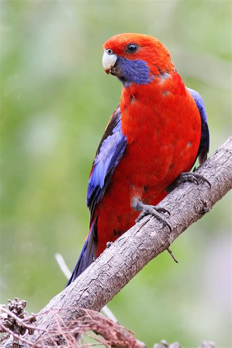 Los Pajaros Mas Hermosos Imágenes Taringa