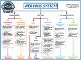 Nervous System Home Remedies