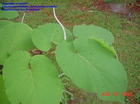 Plantfiles Pictures Root Beer Plant Hoja Santa Mexican