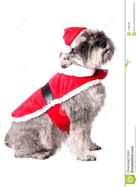 Cute Dog In A Santa Hat Stock Photo Image Of Cute Sweet 11662246