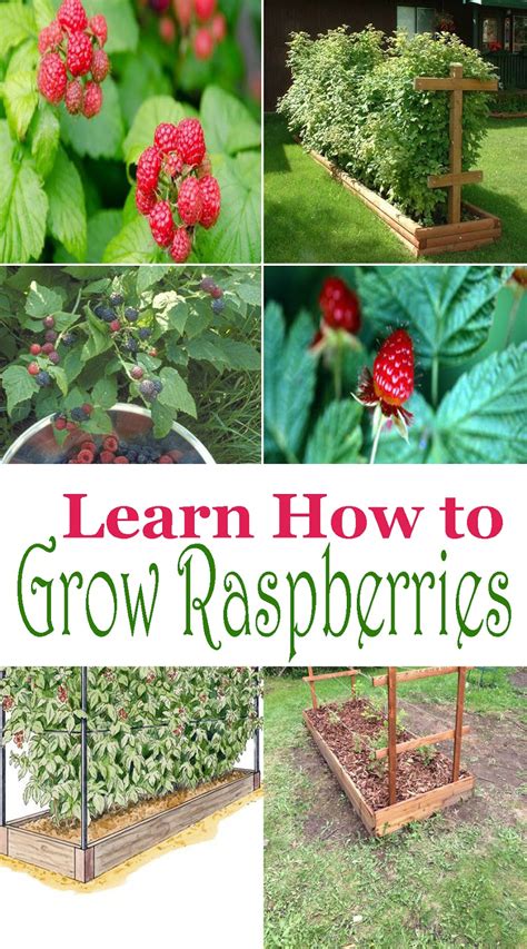 Learn How To Grow Raspberries Pinterest Gardening