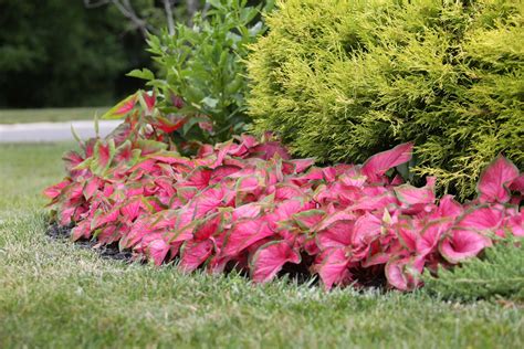 Landscaping Made Easy With Caladiums Longfield Gardens