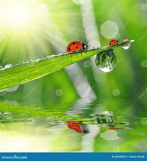 Dew Drops And Ladybugs Stock Image Image Of Insect Beauty 46340695