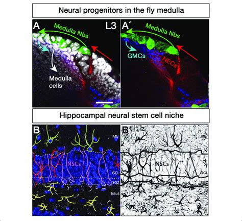 Neural Stem Cell Niches In The Drosophila Larval Medulla And Adult
