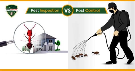 Pest Inspection Vs Pest Control The Difference Explained