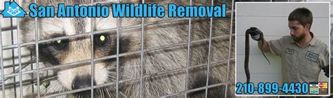 San antonio pest control company. San Antonio Critter Removal Texas