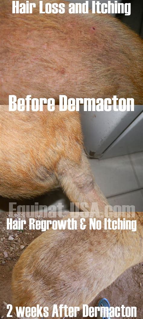 Dermacton Reviews Equinat Dog Skin Problem Dog Dry Skin