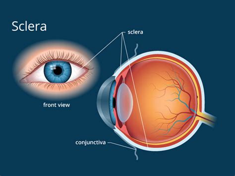 Best Retinopathy Treatment In Kerala Anatomy Of The Eye Sclera