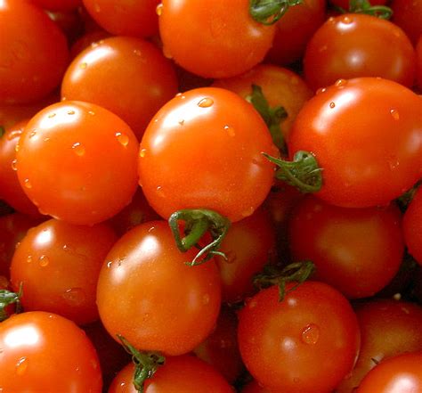 Tomato Or Kamatis Production Franchise Business And Entrepreneur