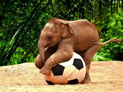 Cute Baby Elephant Playing Football Photos Bébé Animaux
