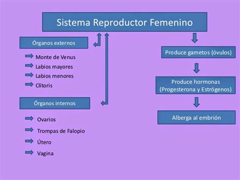 Cuadro Comparativo Del Sistema Reproductor Masculino Y Femenino
