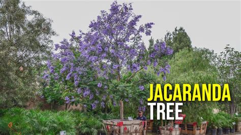 Buy original art worry free with our 7 day money back guarantee. Jacaranda Tree - YouTube
