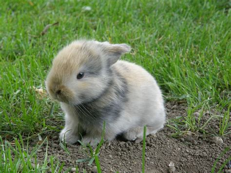 Rabbit Baby Hare Free Photo On Pixabay