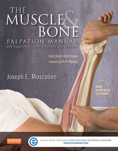 The Muscle And Bone Palpation Manual Learn Muscles