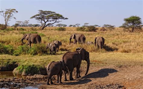 Fileserengeti African Elephants Wikimedia Commons