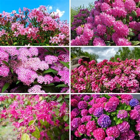 26 Gorgeous Pink Flowering Shrubs For Your Garden